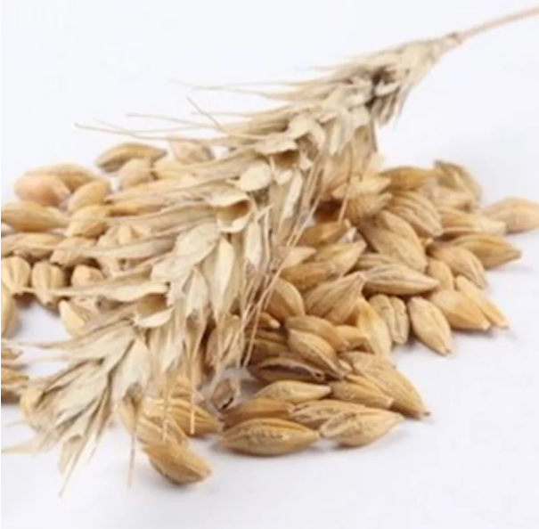 Avena sativa