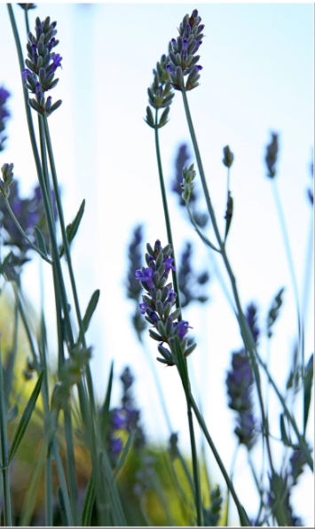 Lavanda vera